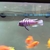 Wet Pets Solihull Have stunning Malawi Juvies for sale some rarer ones and a goo