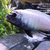 Wet Pets Solihull Have stunning Malawi Juvies for sale some rarer ones and a goo