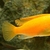 Wet Pets Solihull Have stunning Malawi Juvies for sale some rarer ones and a goo