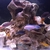 Wet Pets Solihull Have stunning Malawi Juvies for sale some rarer ones and a goo