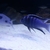 Wet Pets Solihull Have stunning Malawi Juvies for sale some rarer ones and a goo