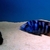 Wet Pets Solihull have yet again another fantastic offer of 20 Malawi Haps and A