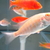 Wet Pets Solihull have yet again another fantastic offer of 20 Malawi Haps and A