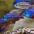 Wet Pets Solihull have yet again another fantastic offer of 20 Malawi Haps and A