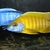 Wet Pets Solihull have yet again another fantastic offer of 20 Malawi Haps and A