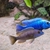 Wet Pets Solihull have yet again another fantastic offer of 20 Malawi Haps and A