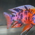 Wet Pets Solihull have yet again another fantastic offer of 20 Malawi Haps and A