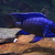 Wet Pets Solihull have yet again another fantastic offer of 20 Malawi Haps and A