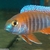 Wet Pets Solihull have yet again another fantastic offer of 20 Malawi Haps and A