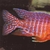 Wet Pets Solihull have yet again another fantastic offer of 20 Malawi Haps and A