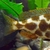 Wet Pets Solihull have yet again another fantastic offer of 20 Malawi Haps and A