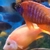 Wet Pets Solihull have yet again another fantastic offer of 20 Malawi Haps and A