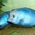 Wet Pets Solihull have yet again another fantastic offer of 20 Malawi Haps and A