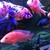 Wet Pets Solihull have yet again another fantastic offer of 20 Malawi Haps and A