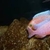 Wet Pets Solihull have yet again another fantastic offer of 20 Malawi Haps and A