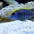 Wet Pets Solihull have yet again another fantastic offer of 20 Malawi Haps and A