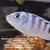 New list below for the 20 x 3-5 cm Mbuna for £65 or 10 of the fish listed below