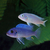 New list below for the 20 x 3-5 cm Mbuna for £65 or 10 of the fish listed below
