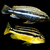 New list below for the 20 x 3-5 cm Mbuna for £65 or 10 of the fish listed below