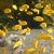 New list below for the 20 x 3-5 cm Mbuna for £65 or 10 of the fish listed below