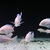 A FANTASTIC OFFER OF STUNNING ALBINO DOLPHIN THEY ARE A GOOD 3 TO 5CM IN