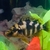 WET PETS SOLIHULL Haplochromis milomo Super VC-10 hap 3 - 5 cm