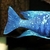 WET PETS SOLIHULL. Placidochromis Phenochilus Tanzania Star Sapphire