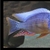 WET PETS SOLIHULL Protomelas fenestratus steveni tiger 3 - 5cm