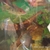 SOLD-Geophagus red head Tapajos pair 5inch in Leeds--ono £50