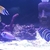 Large marine fish rock and skimmers