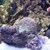 Large marine fish rock and skimmers