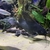 Looking to rehome my Tropical fish including a stunning L190 Royal Pleco
