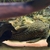 Looking to rehome my Tropical fish including a stunning L190 Royal Pleco