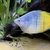 Looking to rehome my Tropical fish including a stunning L190 Royal Pleco