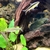 Looking to rehome my Tropical fish including a stunning L190 Royal Pleco