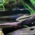 Looking to rehome my Tropical fish including a stunning L190 Royal Pleco