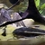 Looking to rehome my Tropical fish including a stunning L190 Royal Pleco