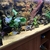 Looking to rehome my Tropical fish including a stunning L190 Royal Pleco