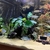 Looking to rehome my Tropical fish including a stunning L190 Royal Pleco
