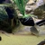 Looking to rehome my Tropical fish including a stunning L190 Royal Pleco