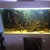 Fw aquarium set up. 48 inch x 24inch tall x 20 inch back to front , 350 litre