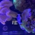 Platinum clown fish