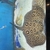 Mini marble motoro stingray - Male - 10 inch