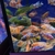 Malawi cichlids peacocks