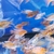 Malawi cichlids peacocks