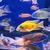 Malawi cichlids peacocks