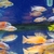 Malawi cichlids peacocks