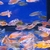 Malawi cichlids peacocks