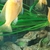 Show stopping Dragon blood X OB fry for sale.