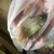 telmatochromis temporalis F2 Shell dwellers